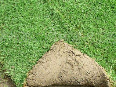 草坪施肥產生肥害的原因及補救方法，鄢陵鴻景園林來支招