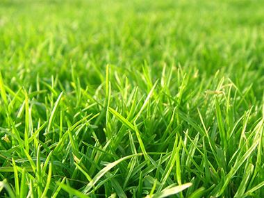 鄢陵草坪的種植技術